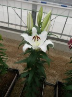 [5517 PO17 OT WIT 12-15 No01.JPG]